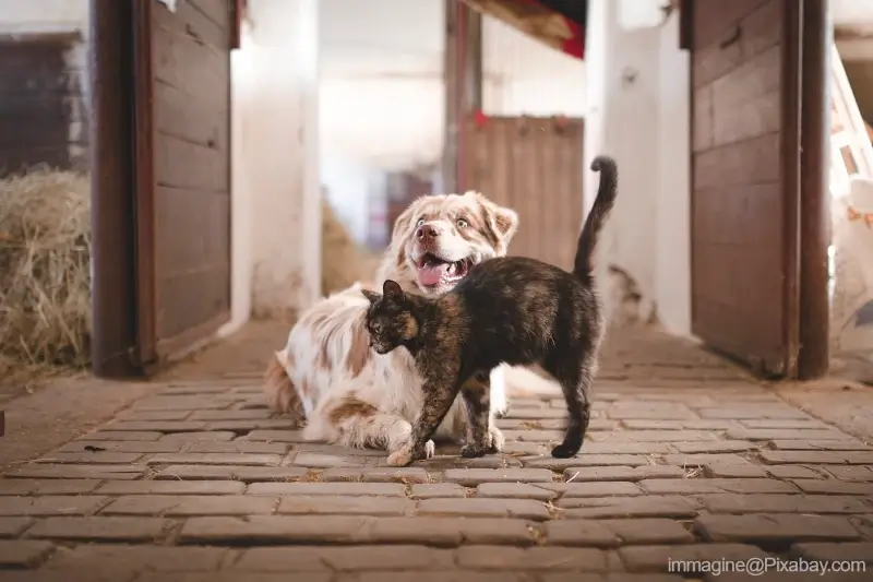 Come spiare i tuoi animali quando non sei a casa